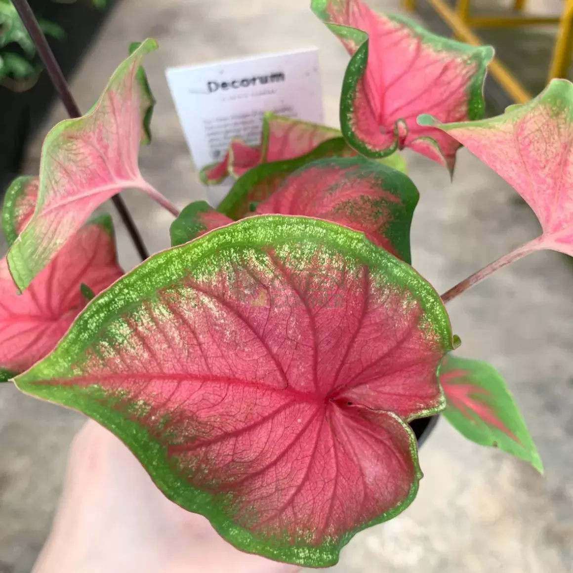 Best Sale Caladium Sweetheart Caladium