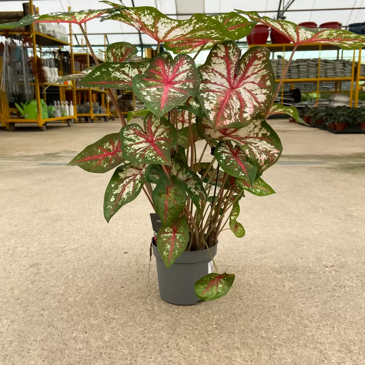 Hot Caladium Tapestry Pot 130Mm Caladium