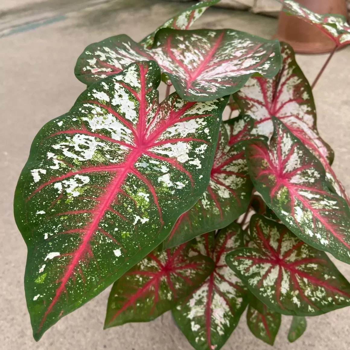 Hot Caladium Tapestry Pot 130Mm Caladium