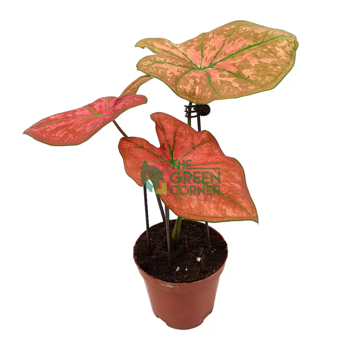 Cheap Caladium Thai Dynasty Caladium