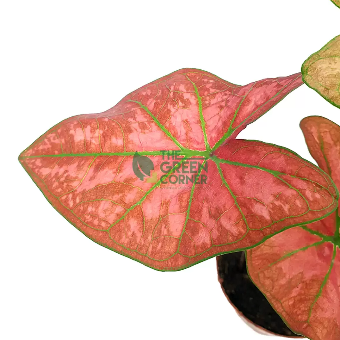 Cheap Caladium Thai Dynasty Caladium