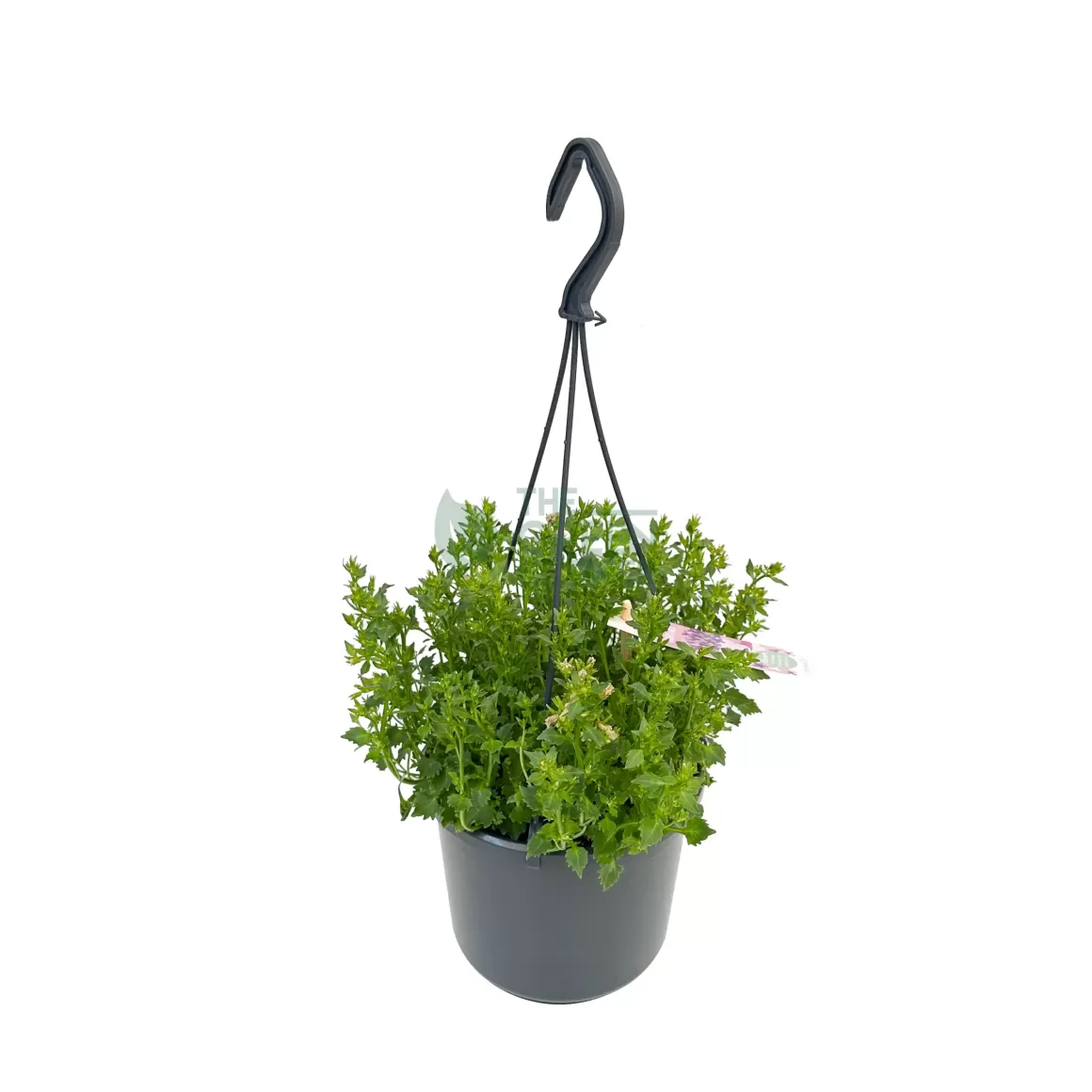 Online Campanula Addenda Indoor Plants