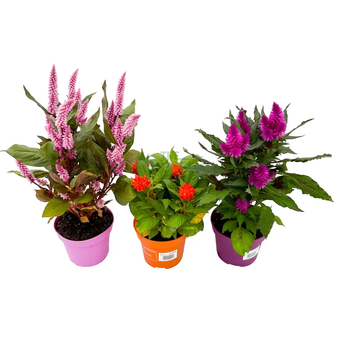 Outlet Celosia Indoor Plants