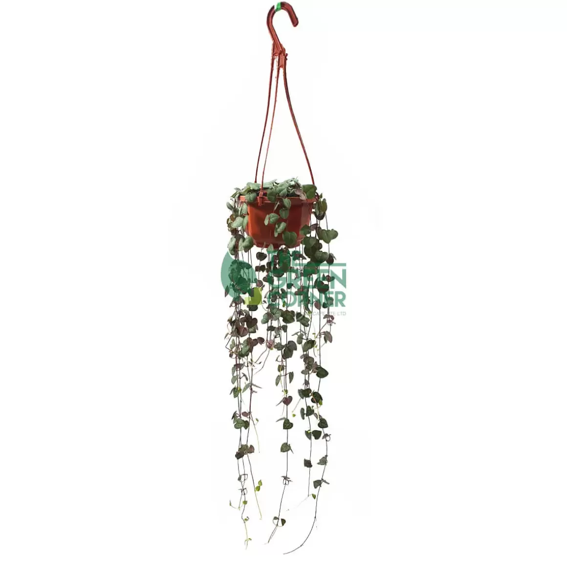 Clearance Ceropegia Woodii 'string Of Hearts' In A 90Mm Hanging Pot Indoor Plants