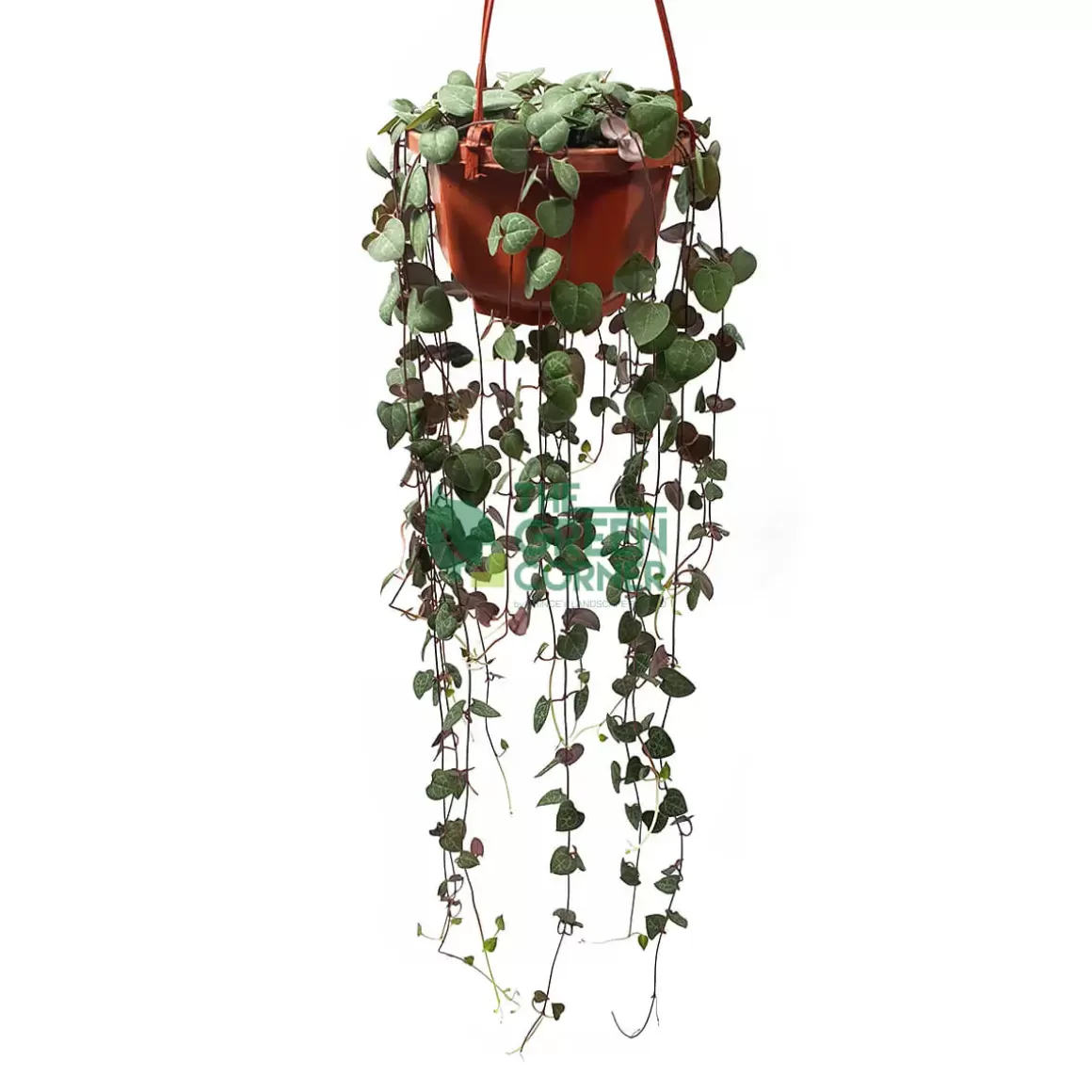 Clearance Ceropegia Woodii 'string Of Hearts' In A 90Mm Hanging Pot Indoor Plants