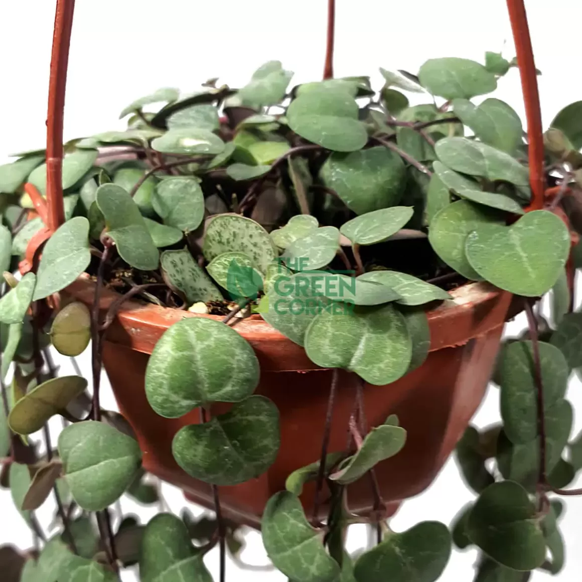 Clearance Ceropegia Woodii 'string Of Hearts' In A 90Mm Hanging Pot Indoor Plants