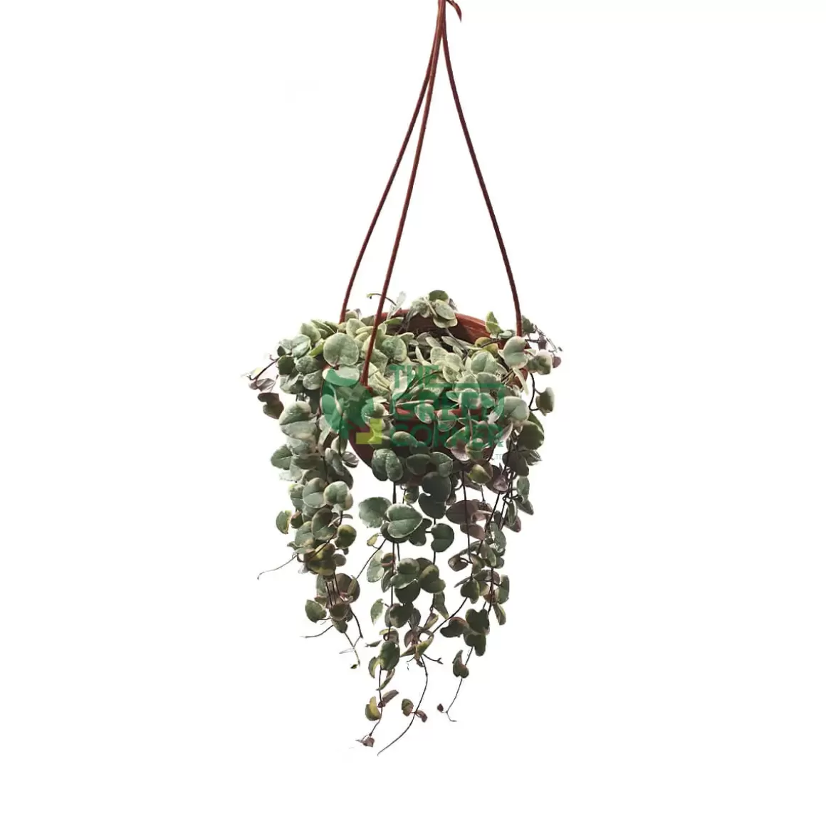Store Ceropegia Woodii 'string Of Hearts' Variegatedin A 90Mm Hanging Pot Indoor Plants