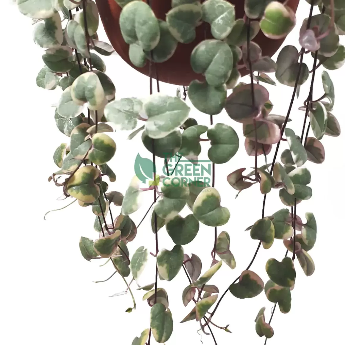 Store Ceropegia Woodii 'string Of Hearts' Variegatedin A 90Mm Hanging Pot Indoor Plants