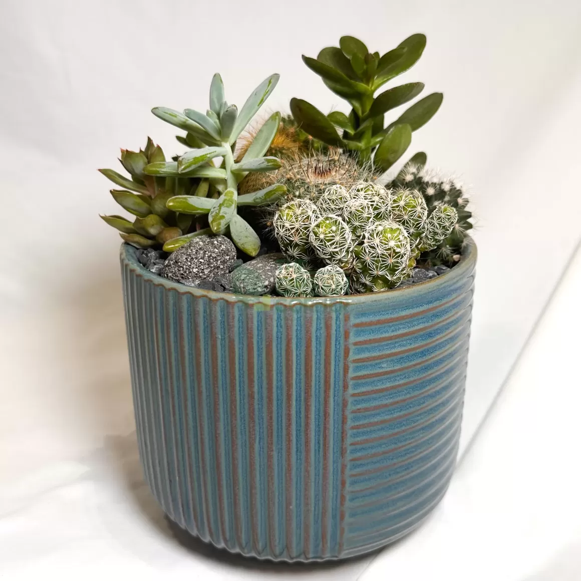 Discount City Dawn | Carpe Diem Collection Succulent Plants