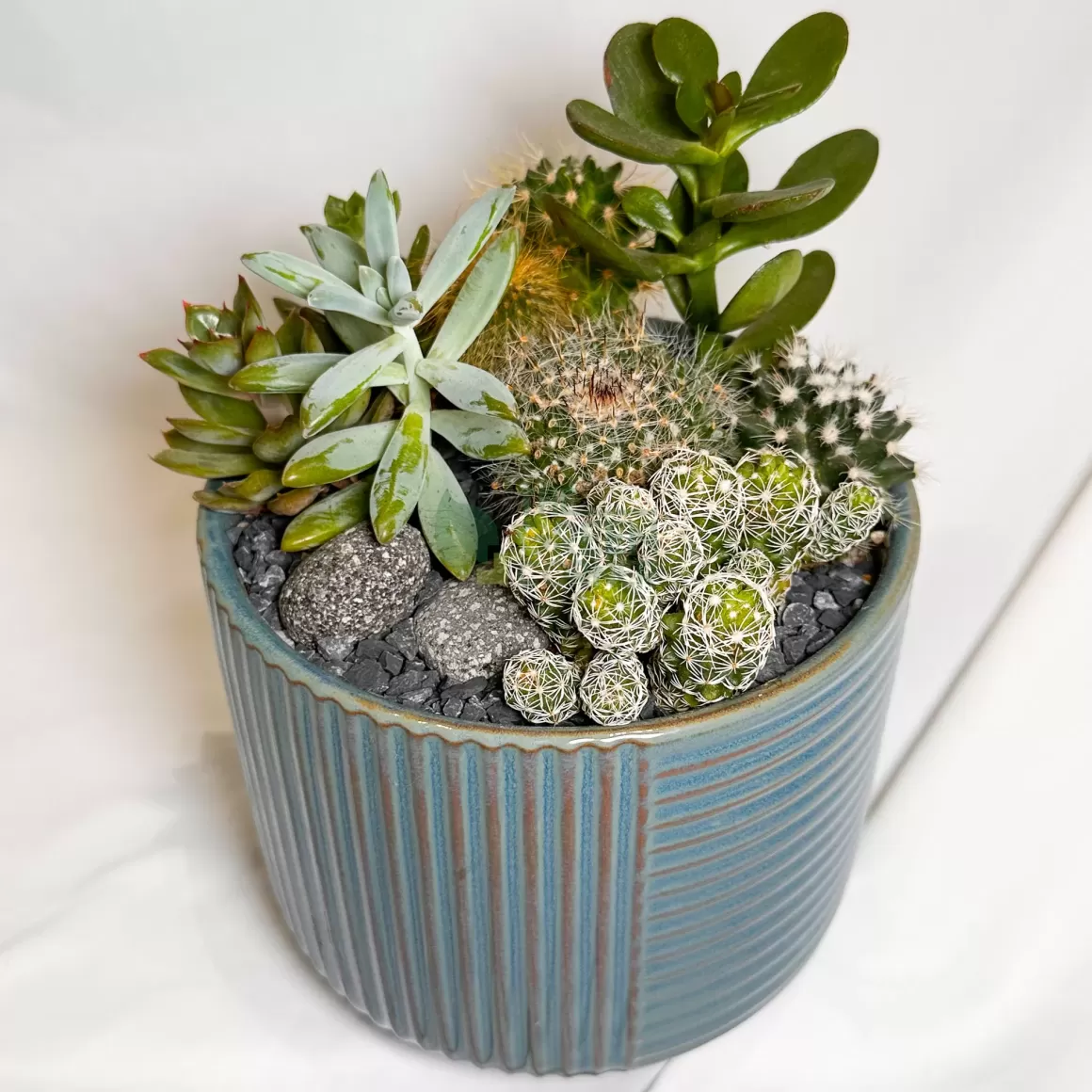 Discount City Dawn | Carpe Diem Collection Succulent Plants