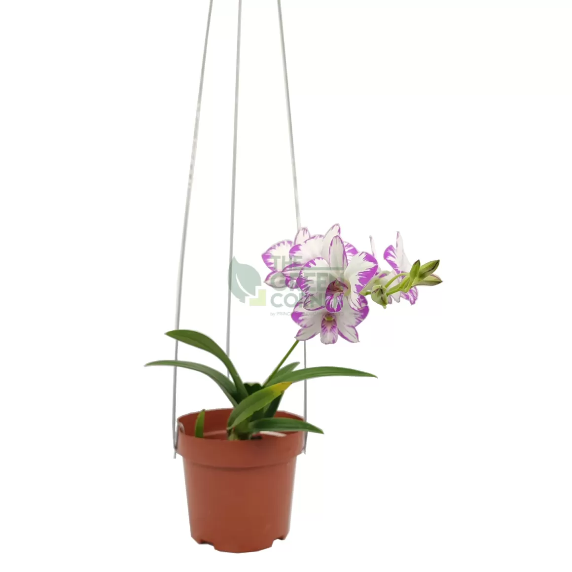 Outlet Dendrobium Miniature Enobi Indoor Plants