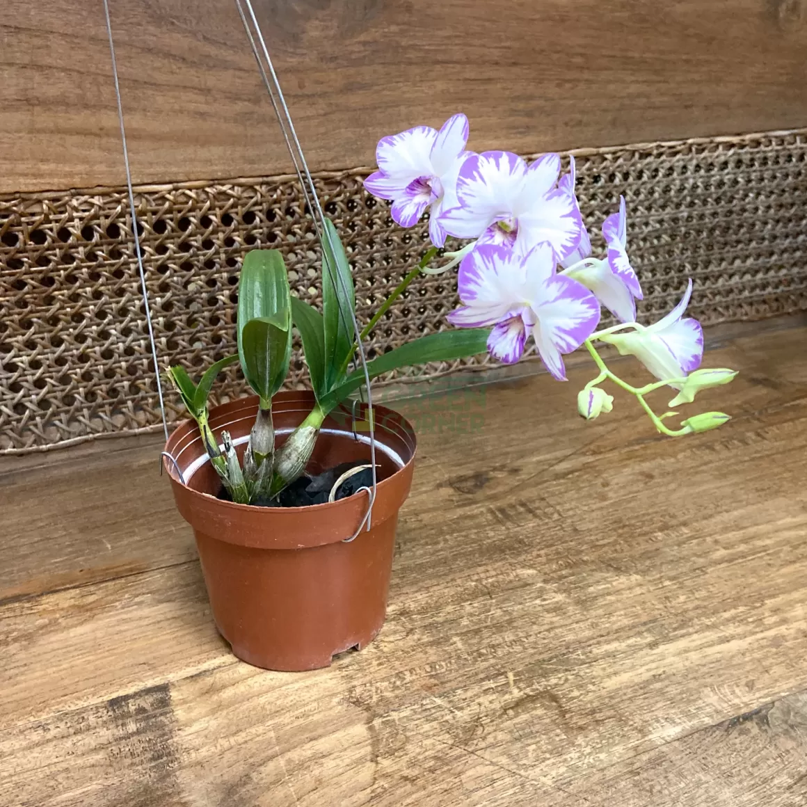 Outlet Dendrobium Miniature Enobi Indoor Plants