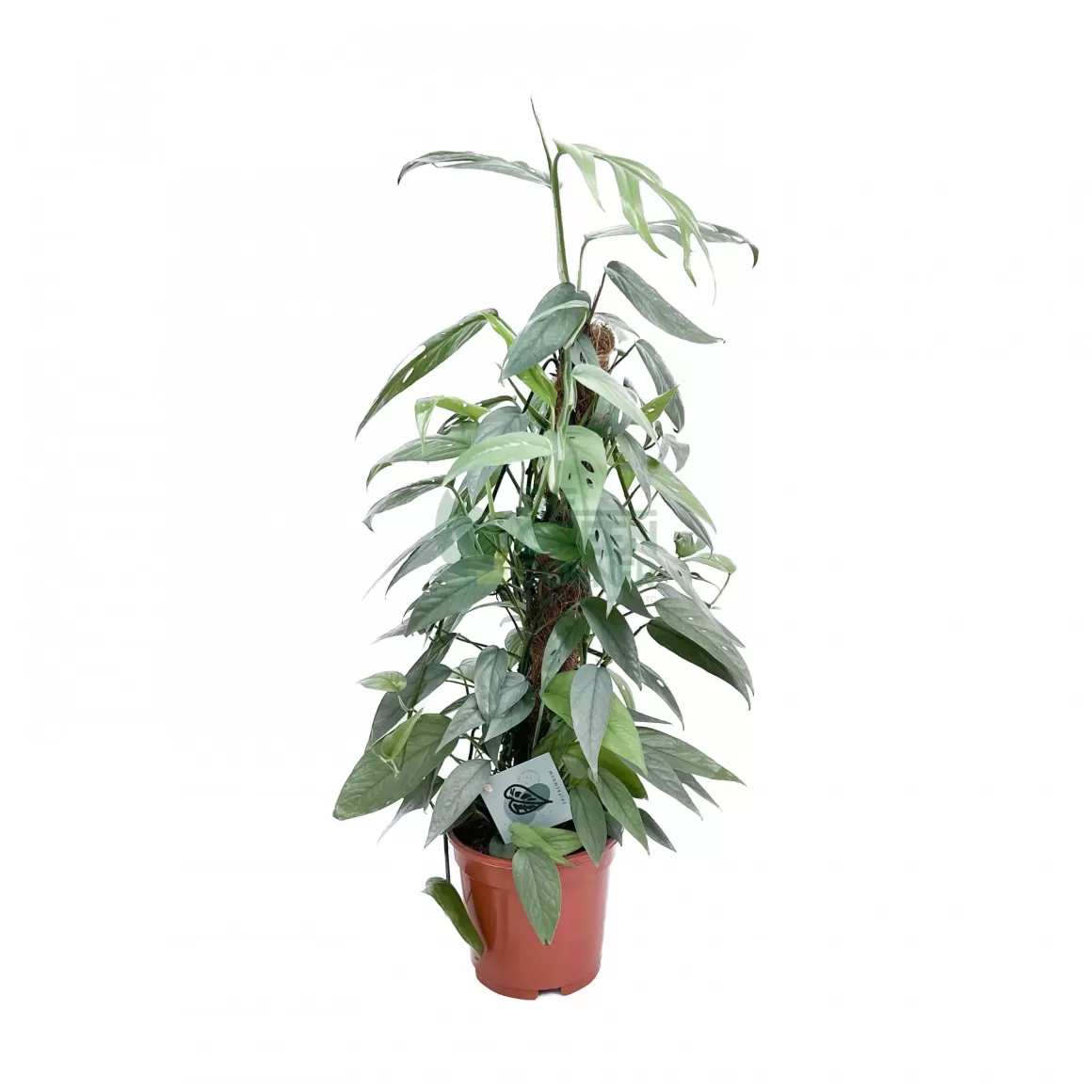 Fashion Epipremnum Pinnatum Cebu Blue Indoor Plants