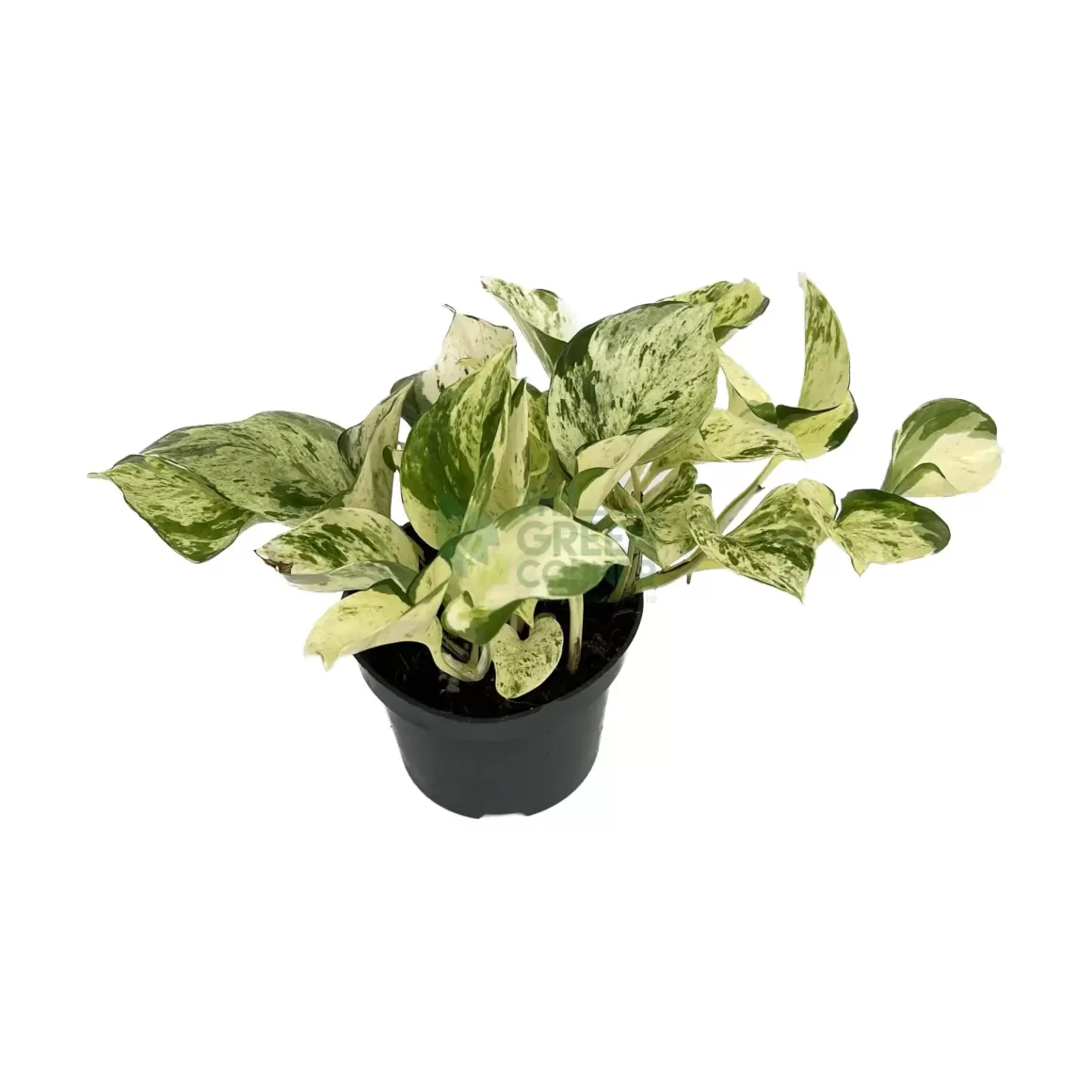 Online Epipremnum Pinnatum "Happy Leaf" Indoor Plants