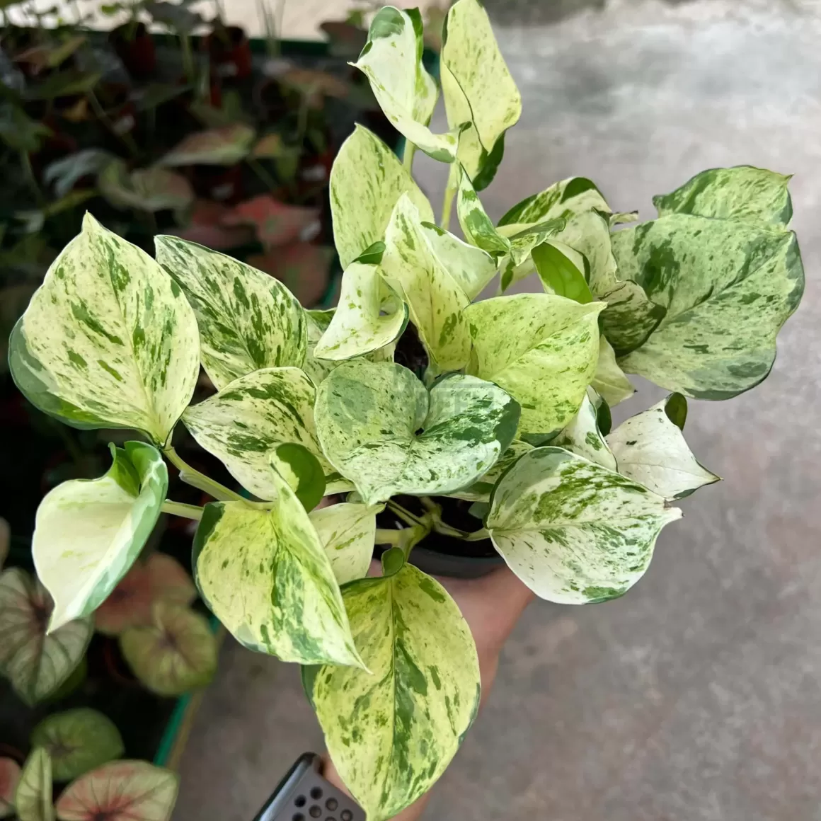 Online Epipremnum Pinnatum "Happy Leaf" Indoor Plants