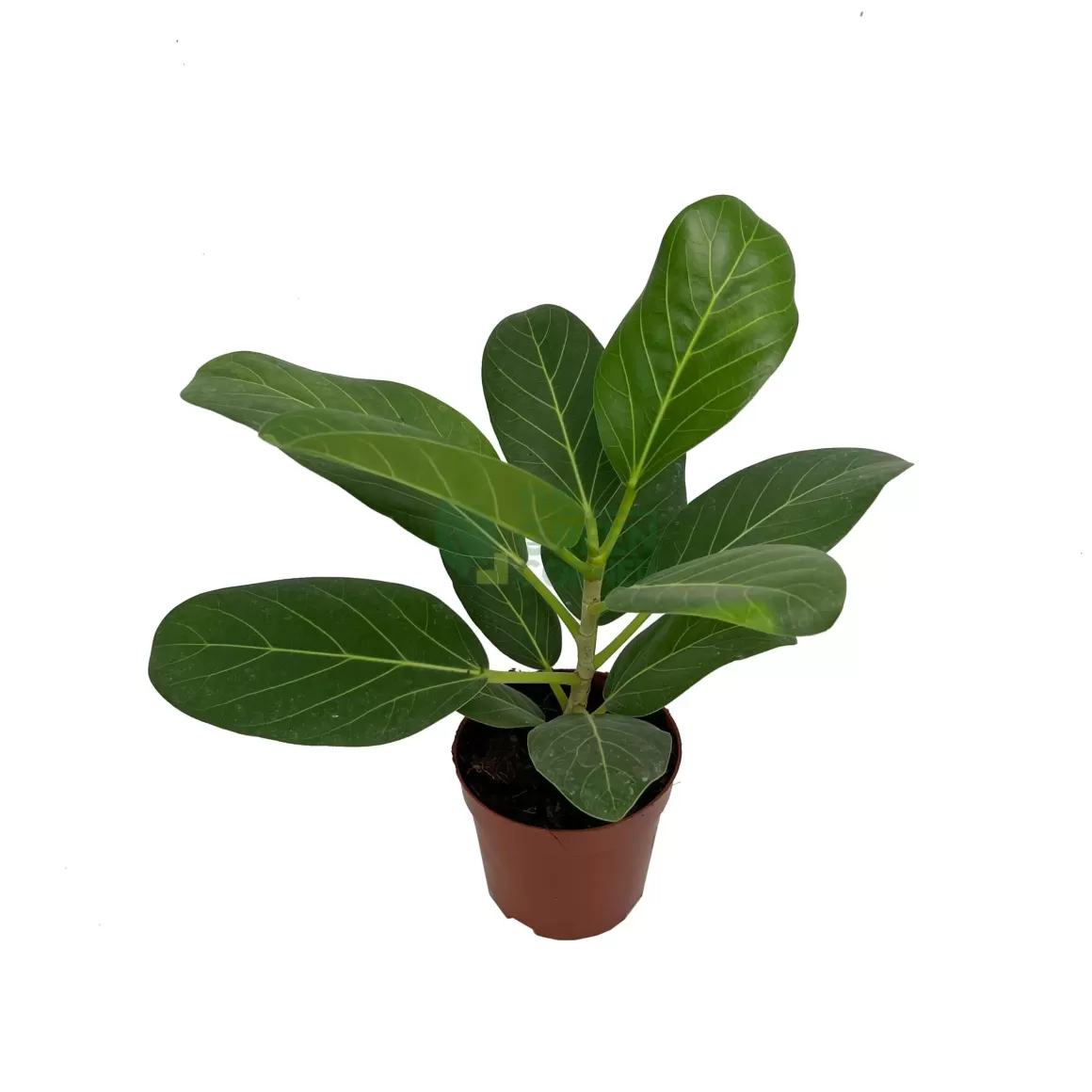 Best Sale Ficus Altissima Indoor Plants