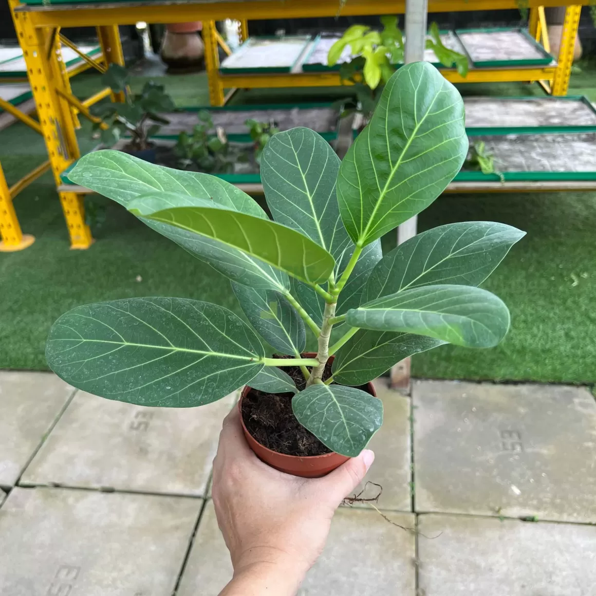 Best Sale Ficus Altissima Indoor Plants