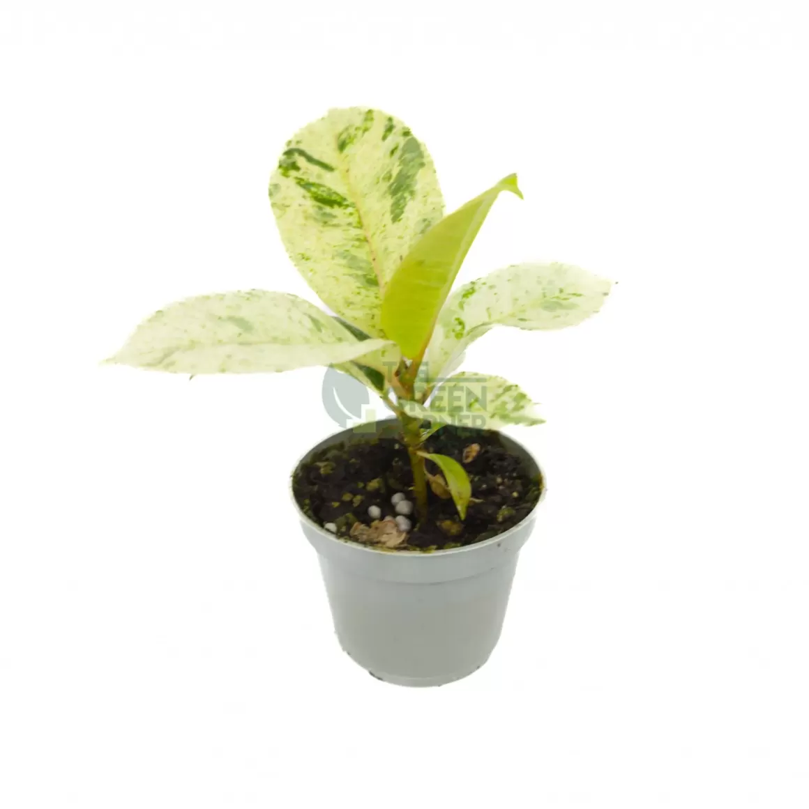 Outlet Ficus Shivereana Indoor Plants