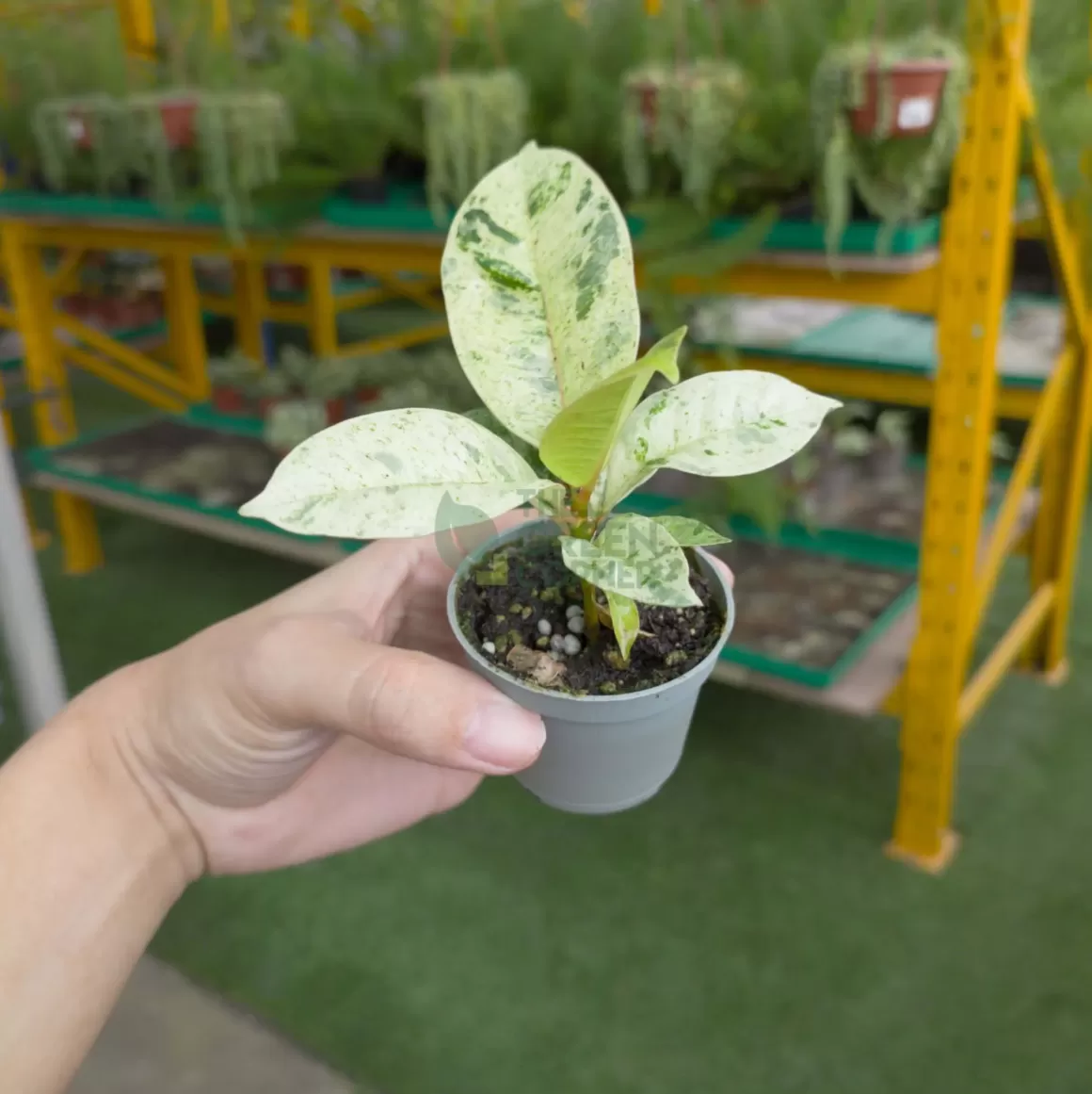 Outlet Ficus Shivereana Indoor Plants