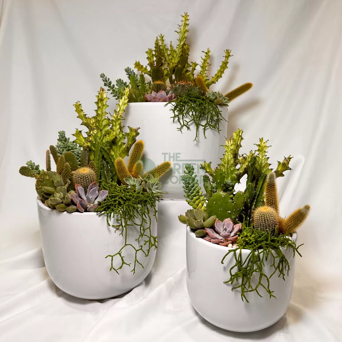 Fashion Flourish | Abundance Collection Succulent Plants