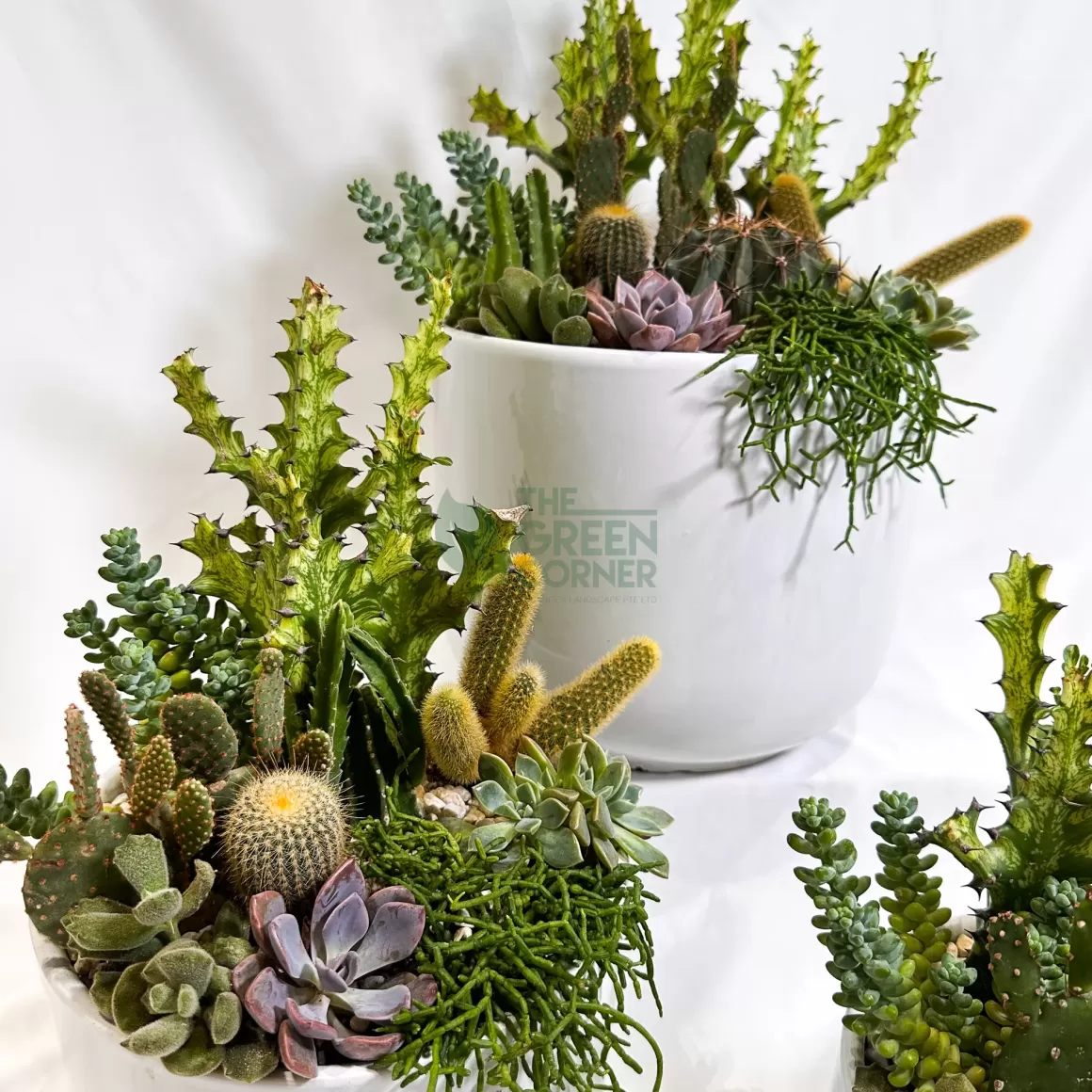 Fashion Flourish | Abundance Collection Succulent Plants