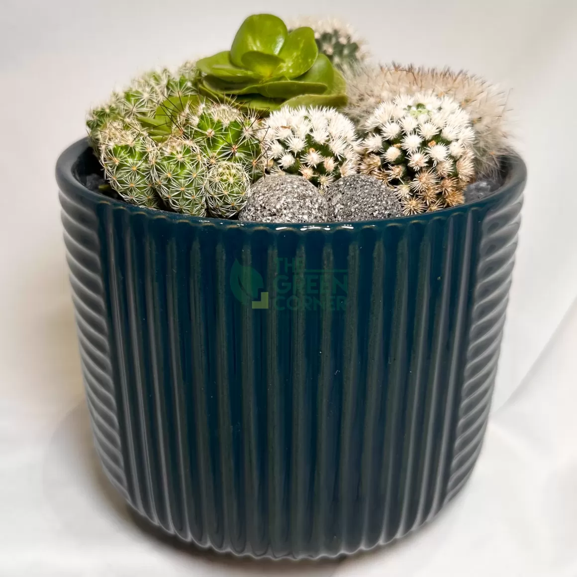 Sale Full Moon | Carpe Diem Collection Succulent Plants