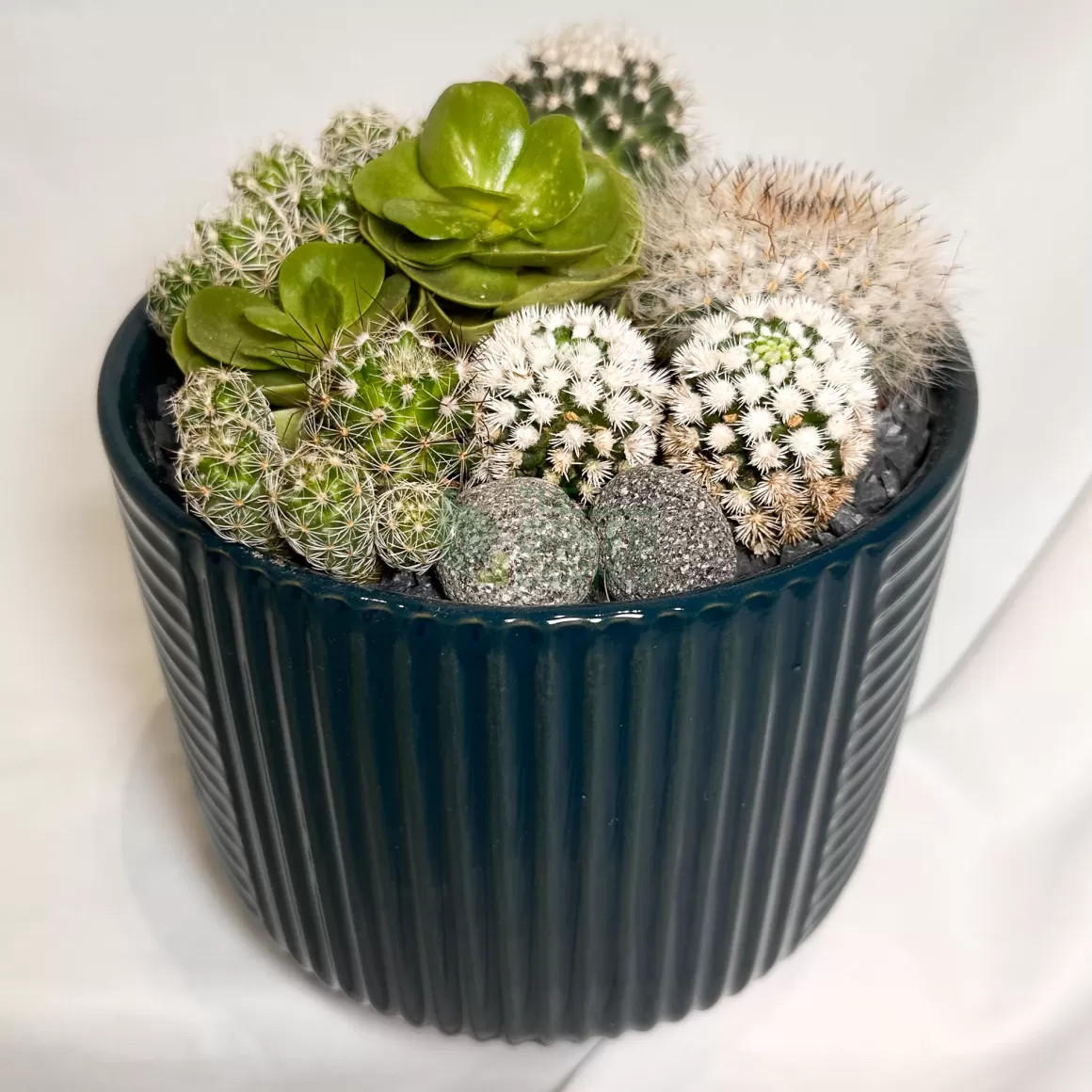 Sale Full Moon | Carpe Diem Collection Succulent Plants