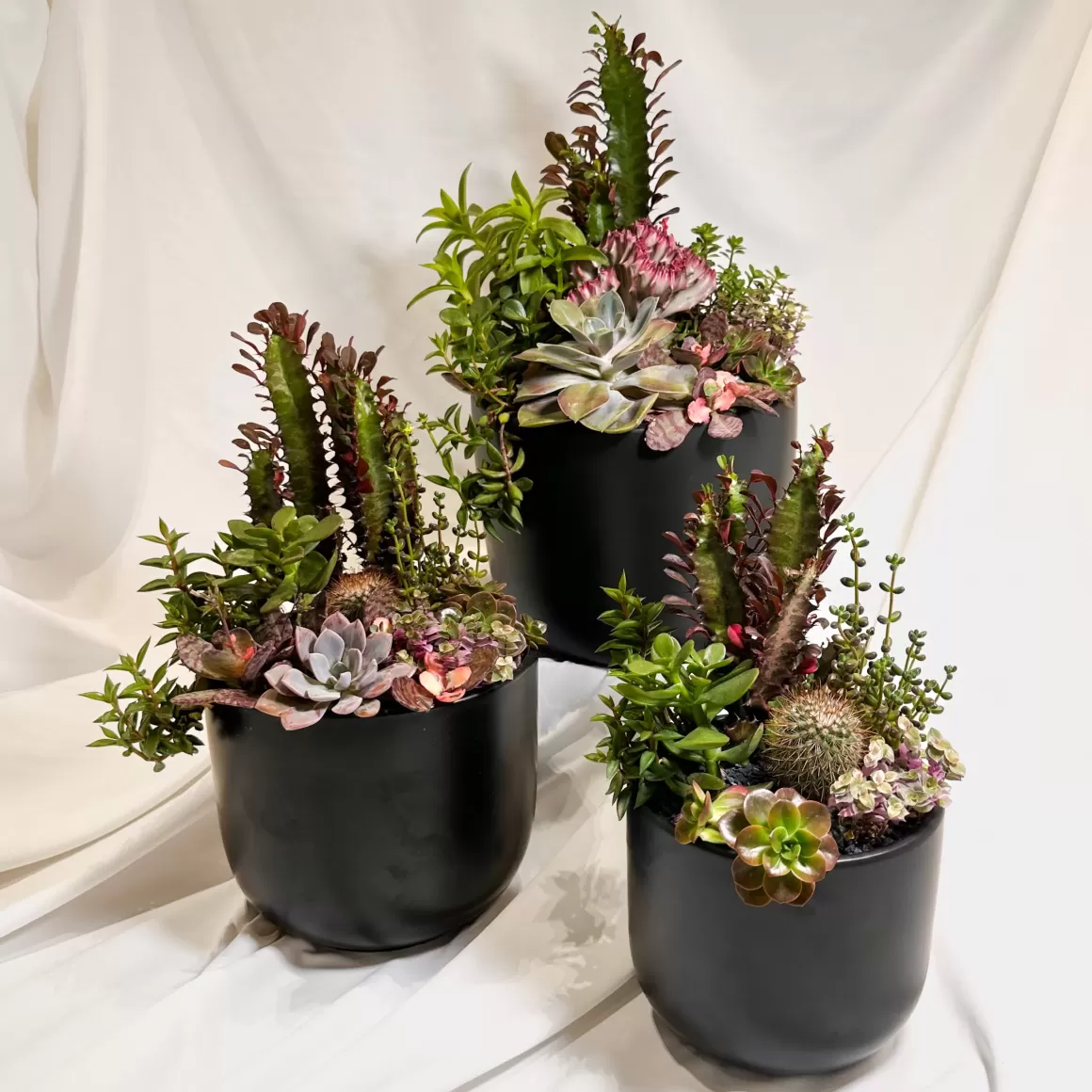 Cheap Generosity | Abundance Collection Succulent Plants