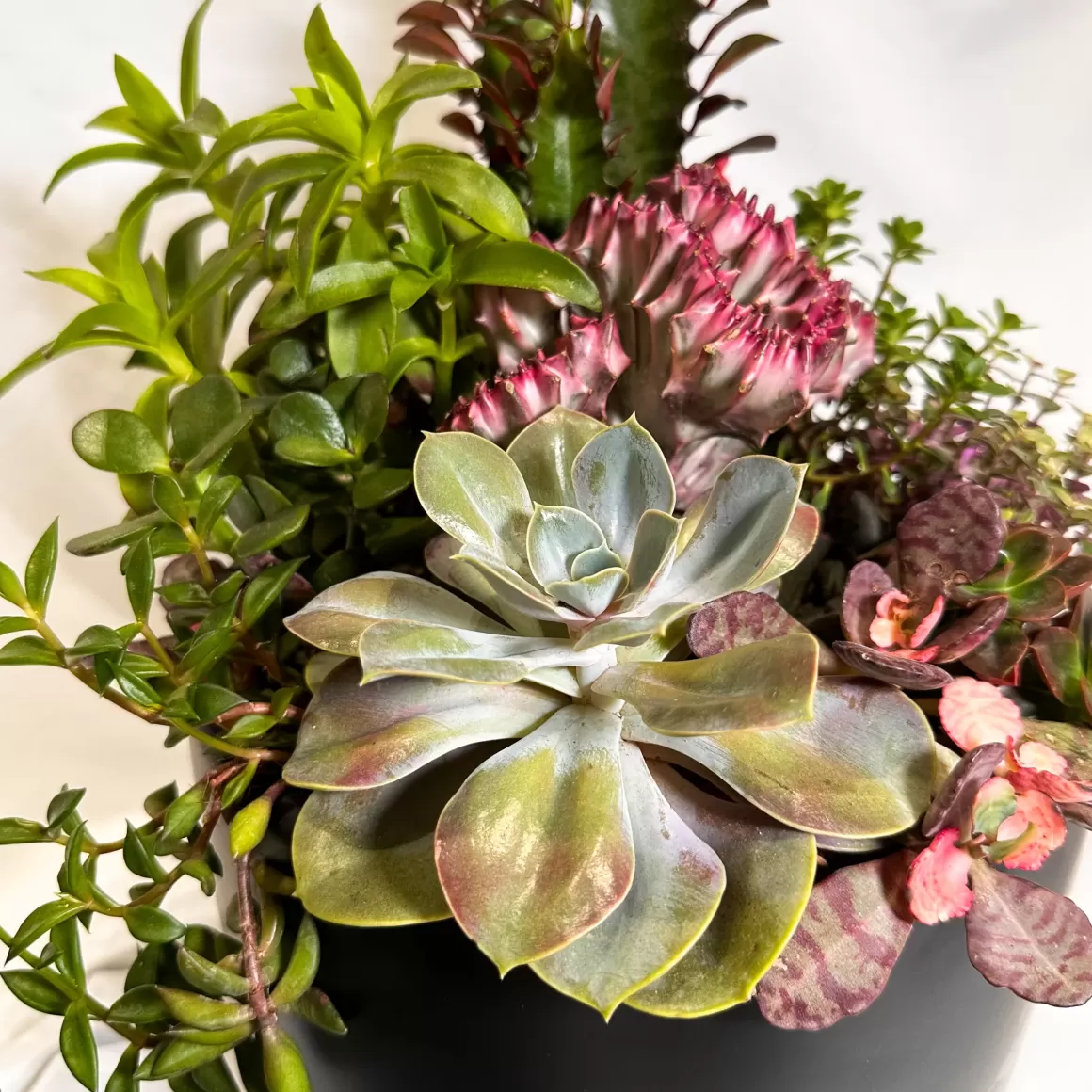 Cheap Generosity | Abundance Collection Succulent Plants