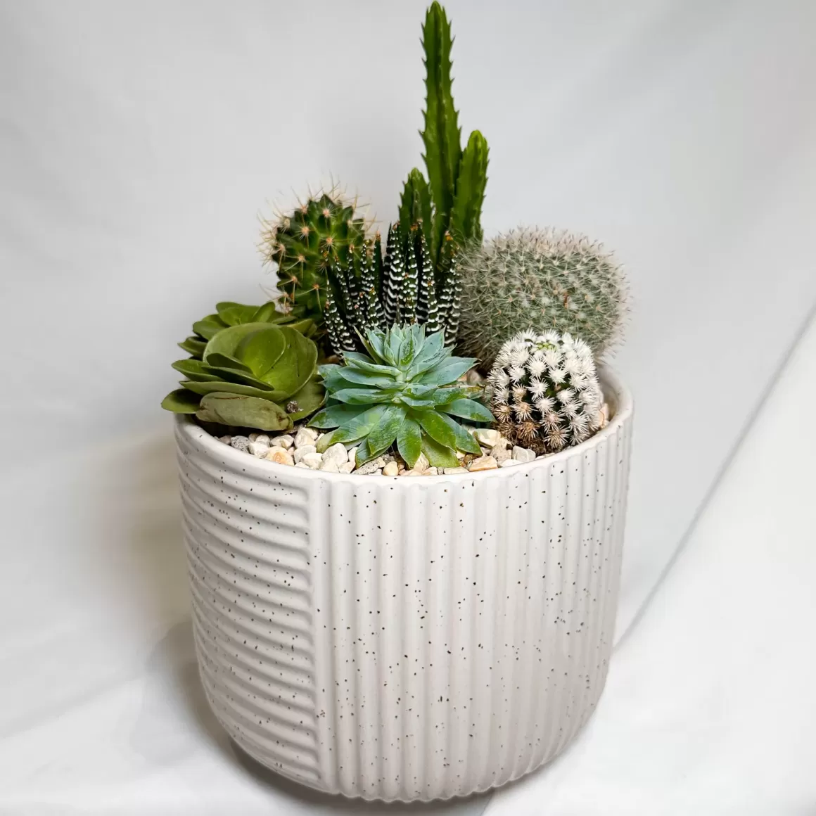 Clearance High Noon | Carpe Diem Collection Succulent Plants