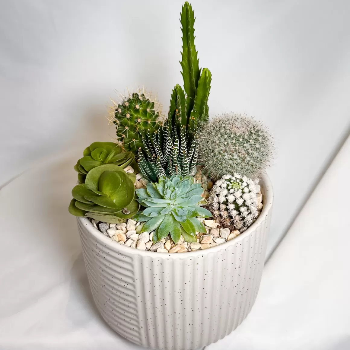 Clearance High Noon | Carpe Diem Collection Succulent Plants