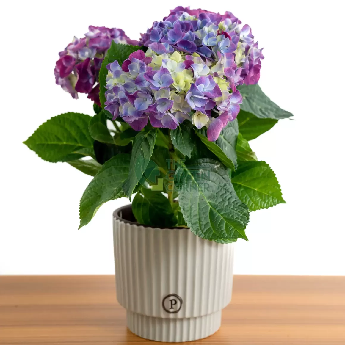 Flash Sale Hydrangea Blue In Ornamental Pot (Pure Basket / Ivy Ceramics Green Grey) Indoor Plants