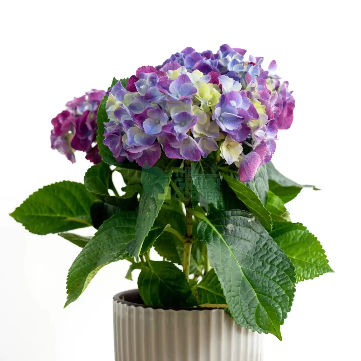 Flash Sale Hydrangea Blue In Ornamental Pot (Pure Basket / Ivy Ceramics Green Grey) Indoor Plants