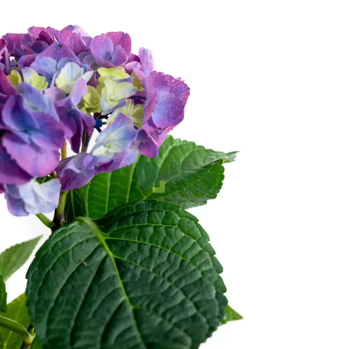 Flash Sale Hydrangea Blue In Ornamental Pot (Pure Basket / Ivy Ceramics Green Grey) Indoor Plants