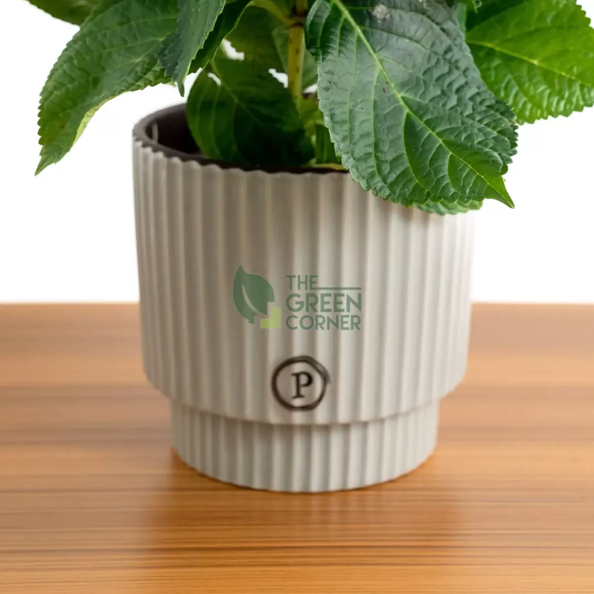 Flash Sale Hydrangea Blue In Ornamental Pot (Pure Basket / Ivy Ceramics Green Grey) Indoor Plants