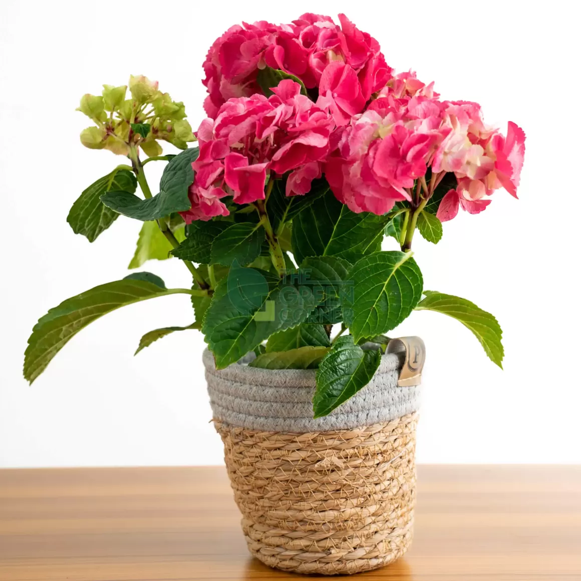 Outlet Hydrangea Rosa In Ornamental Pot (Pure Basket / Ivy Ceramics Green Grey) Indoor Plants