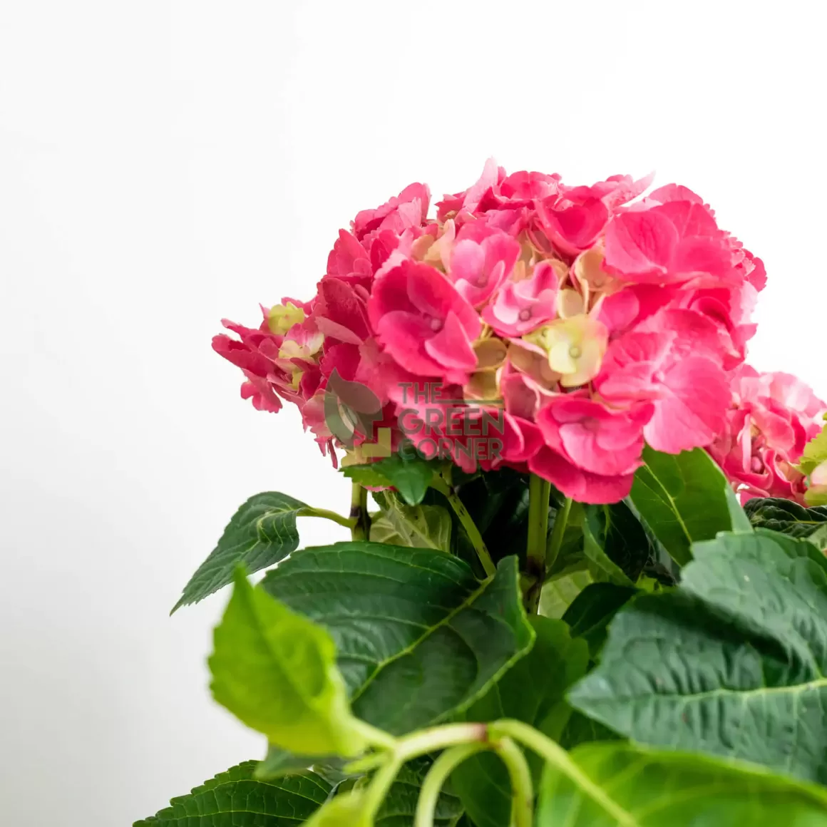 Outlet Hydrangea Rosa In Ornamental Pot (Pure Basket / Ivy Ceramics Green Grey) Indoor Plants