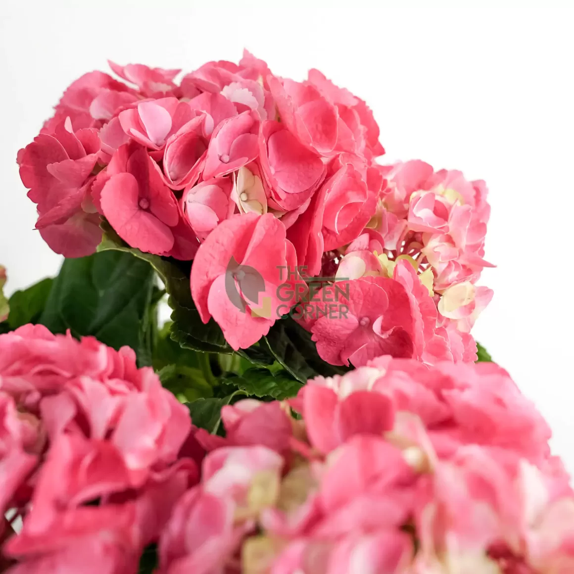 Outlet Hydrangea Rosa In Ornamental Pot (Pure Basket / Ivy Ceramics Green Grey) Indoor Plants