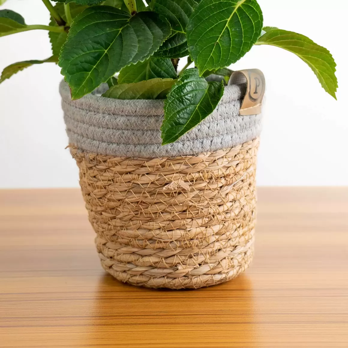 Outlet Hydrangea Rosa In Ornamental Pot (Pure Basket / Ivy Ceramics Green Grey) Indoor Plants