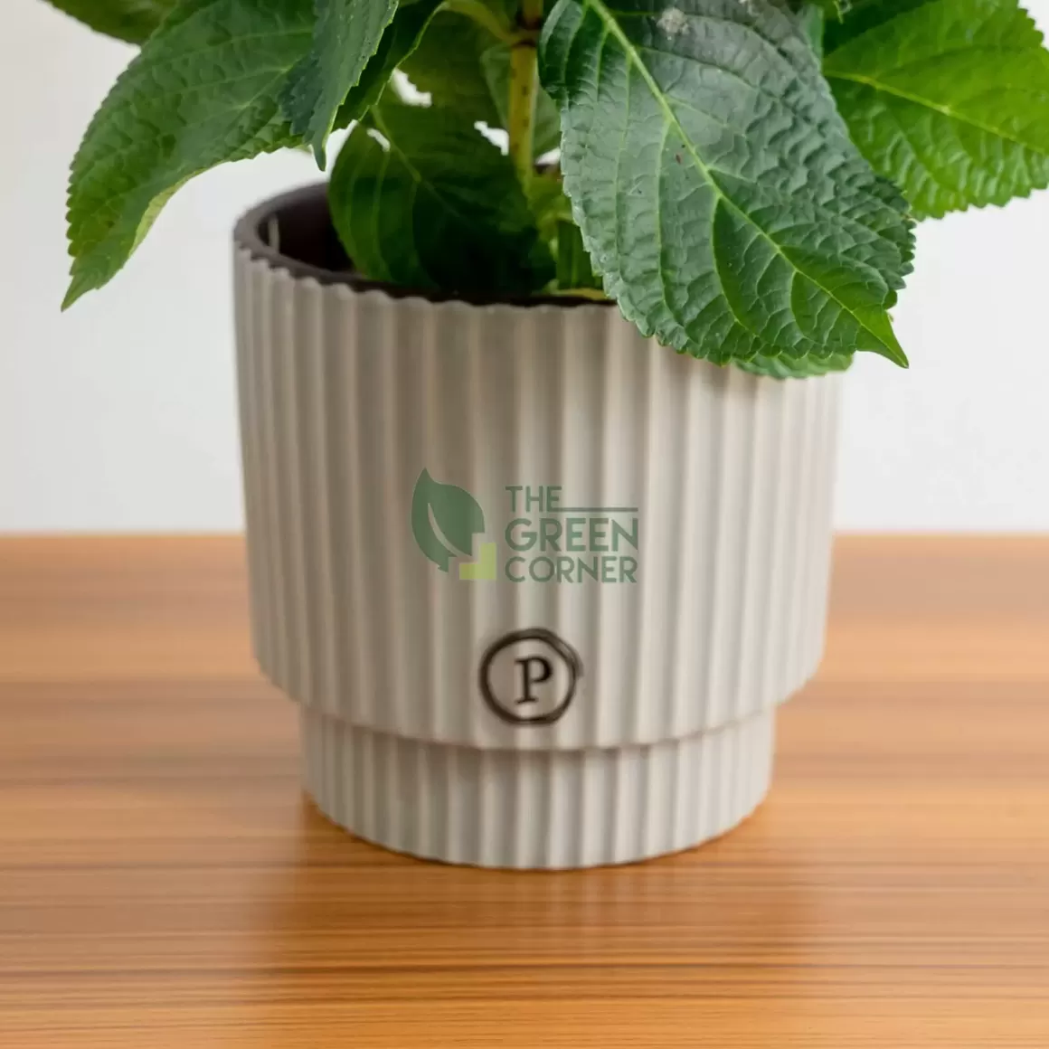 Outlet Hydrangea Rosa In Ornamental Pot (Pure Basket / Ivy Ceramics Green Grey) Indoor Plants