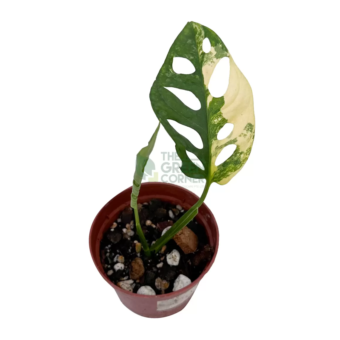 Shop Monstera Adansonii Aurea Exotic Plants