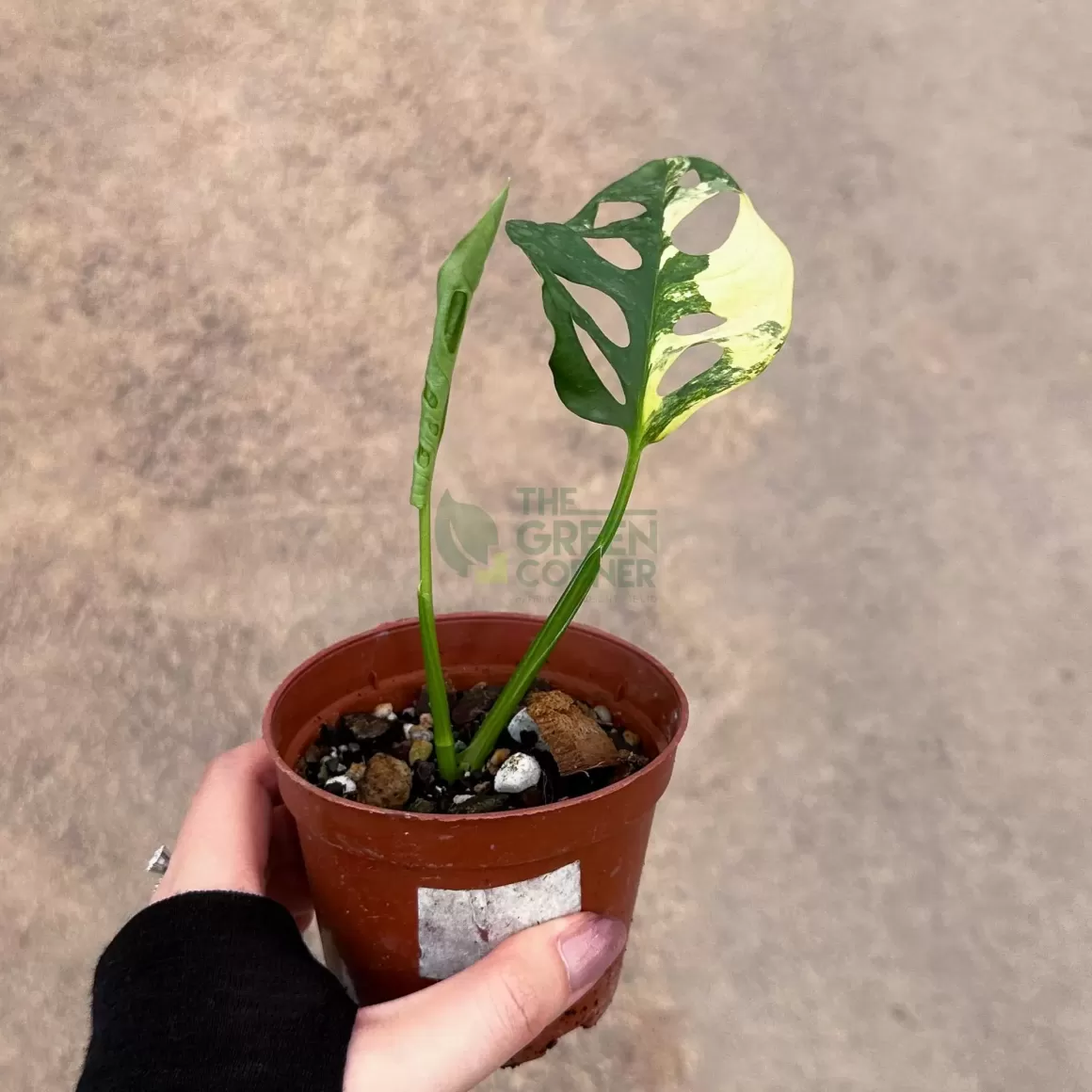 Shop Monstera Adansonii Aurea Exotic Plants