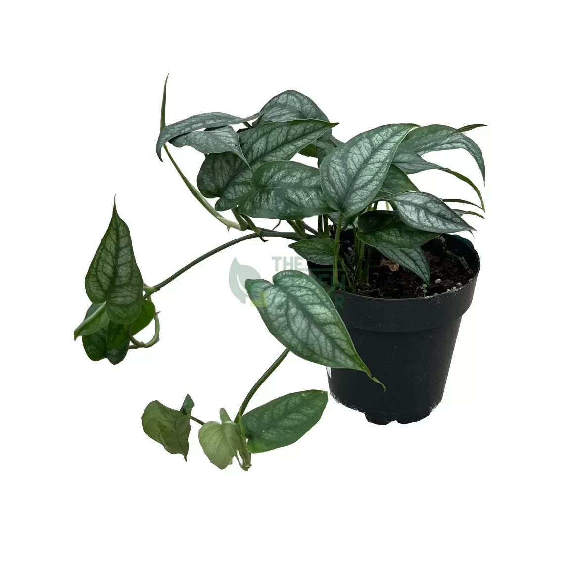 Online Monstera Siltepecana Indoor Plants