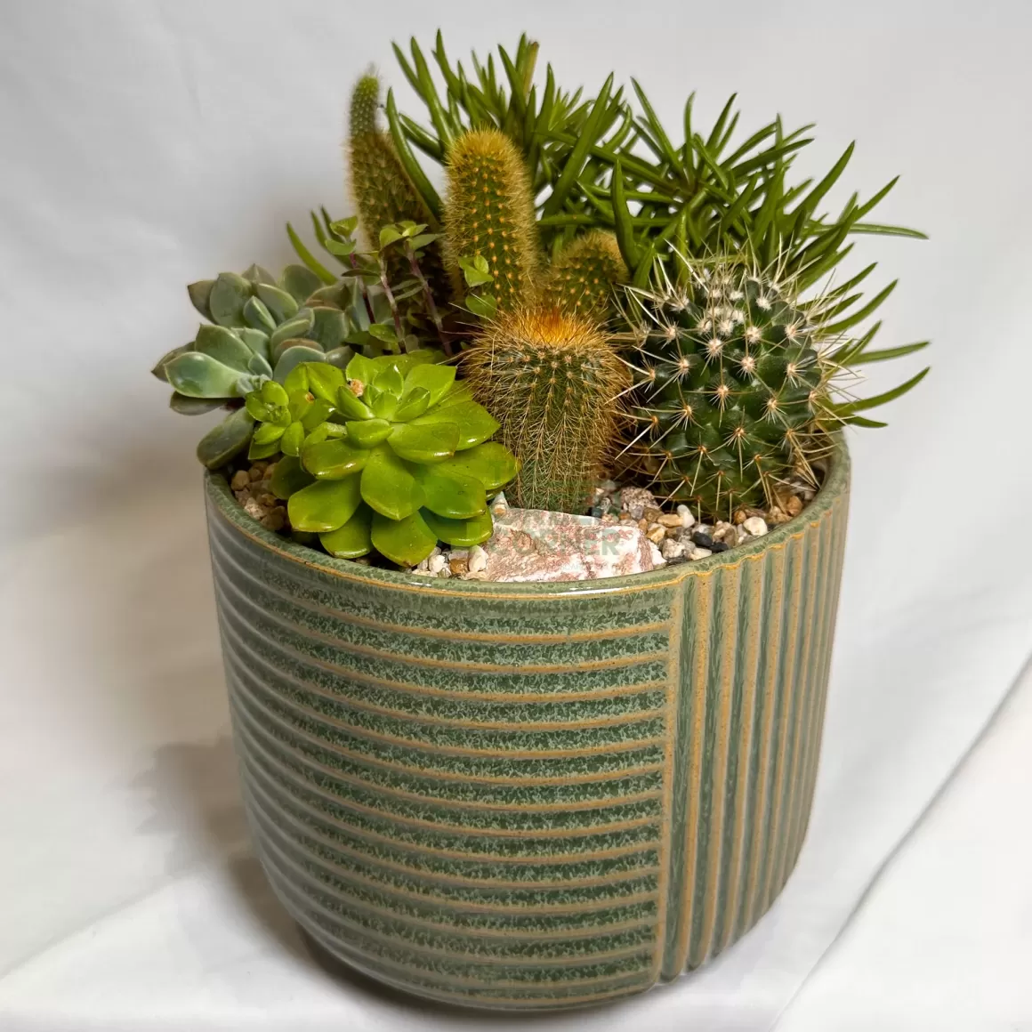 Hot New Day | Carpe Diem Collection Succulent Plants