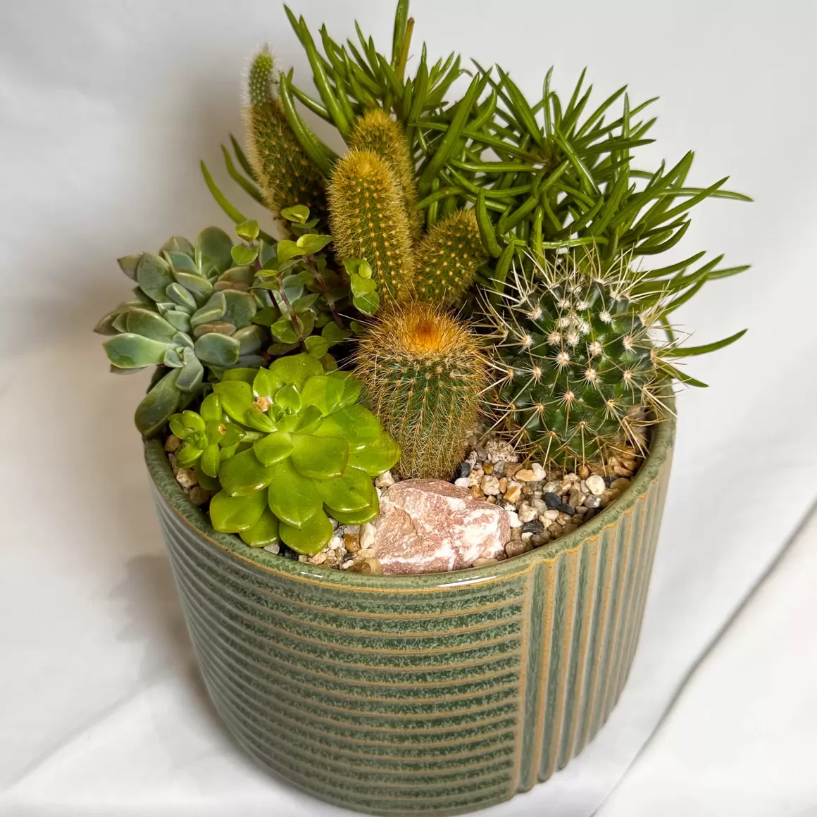 Hot New Day | Carpe Diem Collection Succulent Plants