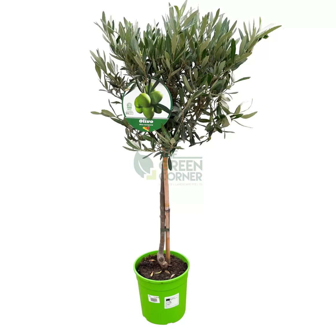 Cheap Olive Tree Plant "Olea Europaea" Indoor Plants