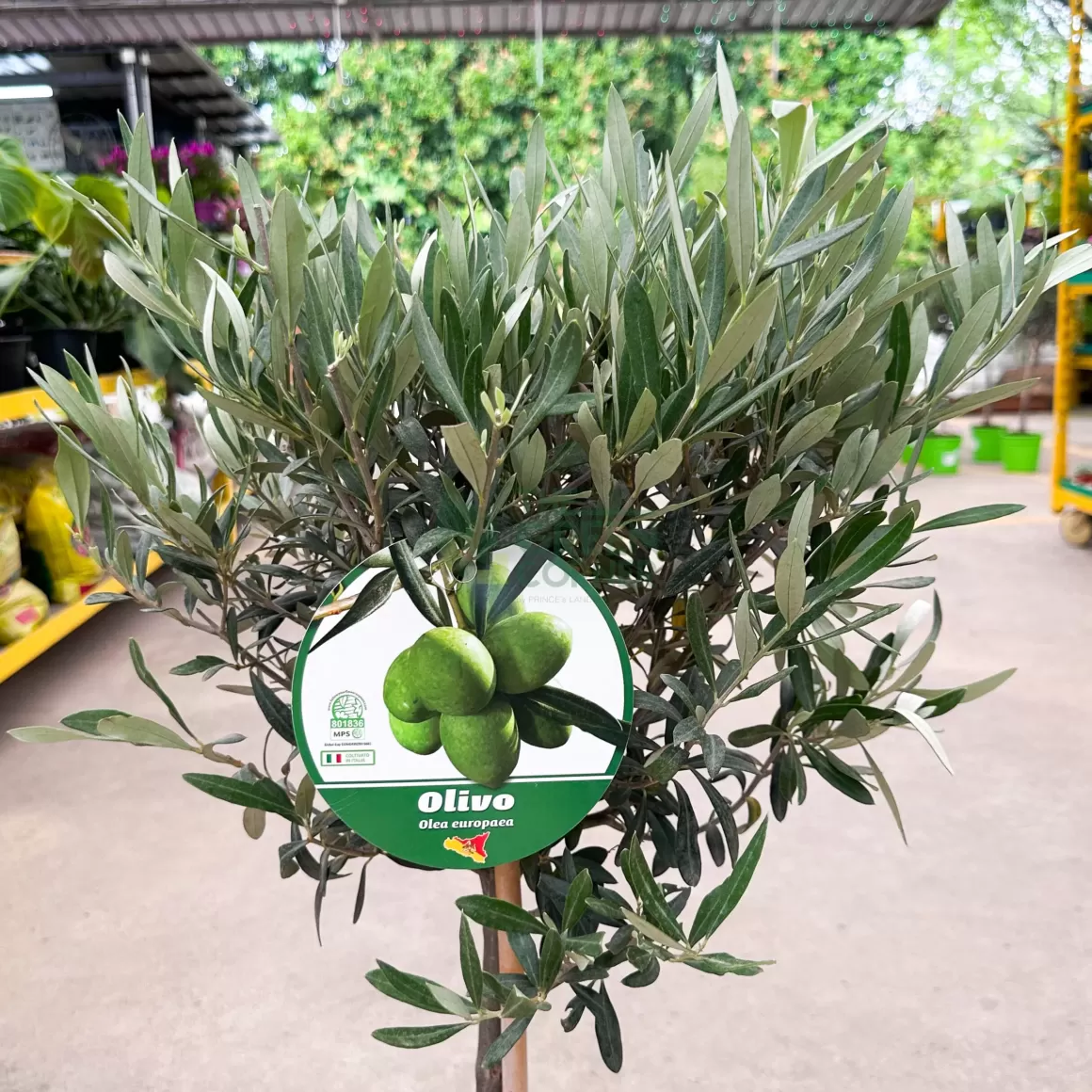 Cheap Olive Tree Plant "Olea Europaea" Indoor Plants