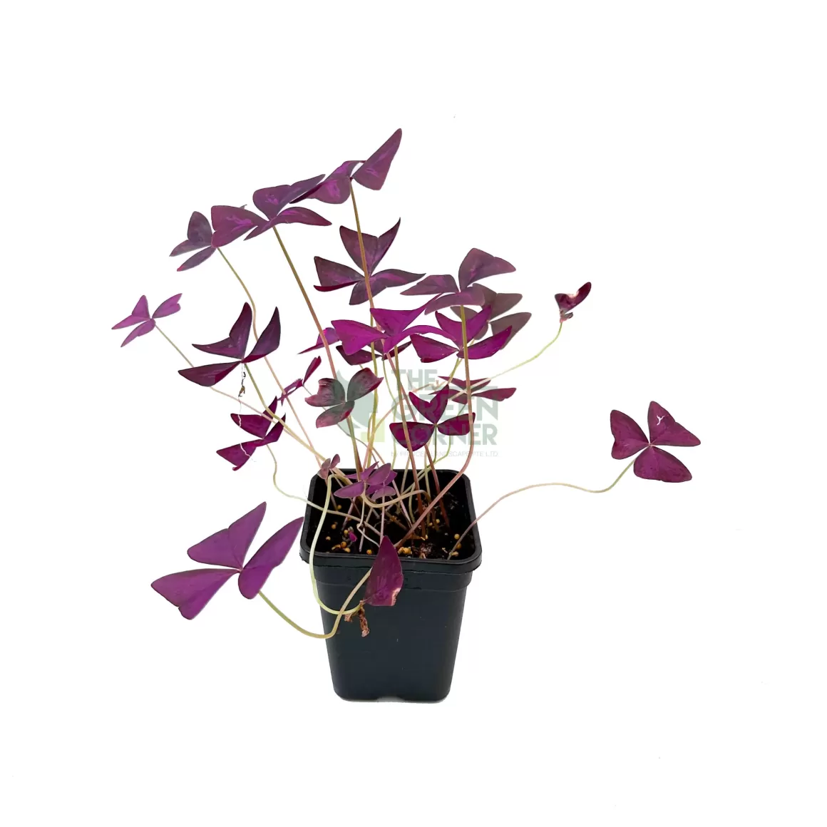 Online Oxalis Triangularis Indoor Plants