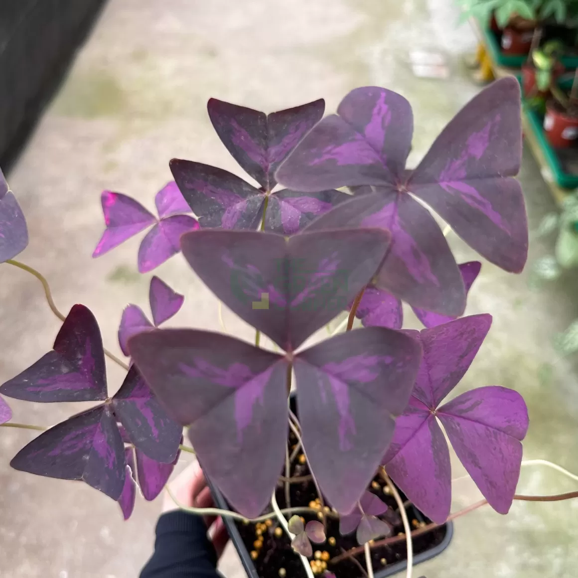 Online Oxalis Triangularis Indoor Plants