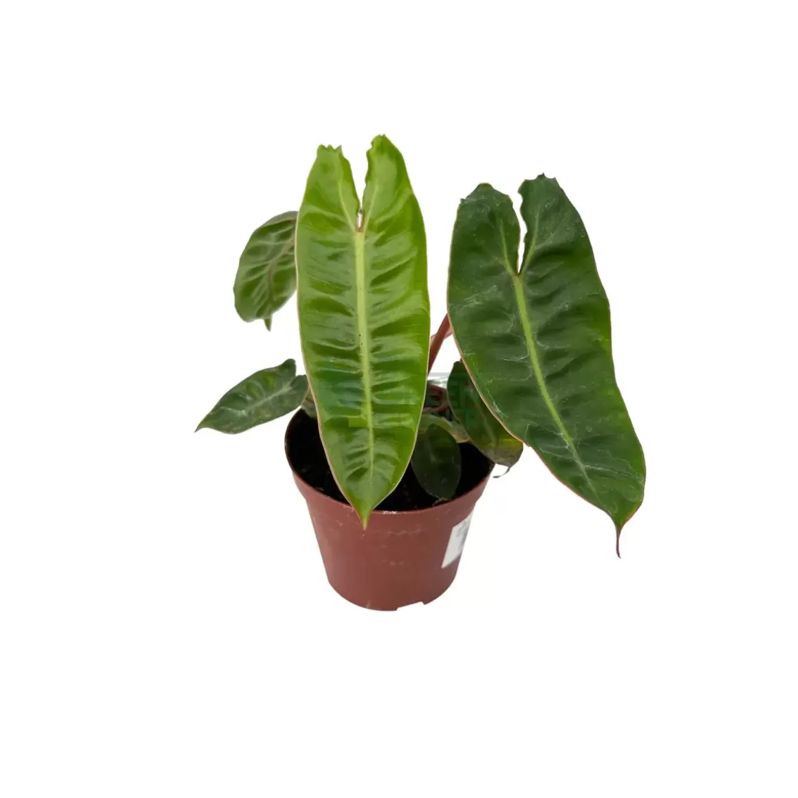 Cheap Philodendron Billietiae Philodendron